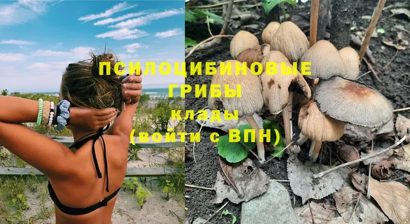 Галлюциногенные грибы Magic Shrooms  купить закладку  Шлиссельбург 